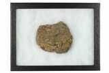 Fossil Ankylosaurid Ungual (Claw) - Montana #183999-6